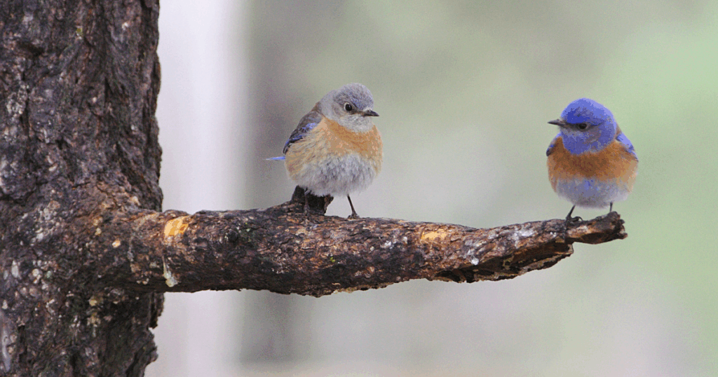 ベランダに鳥が来るのは良いこと？悪いこと？