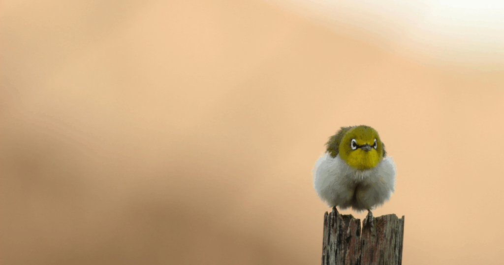 鳥がベランダに来たときの素朴な疑問