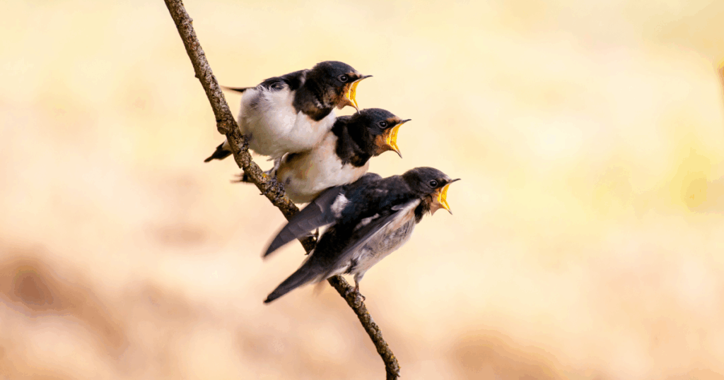 鳥が来た時に気をつけたいこと